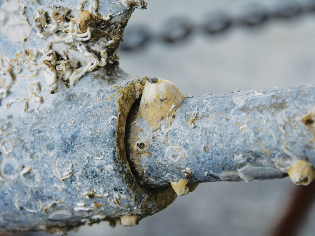 Barnacle growth on shaft