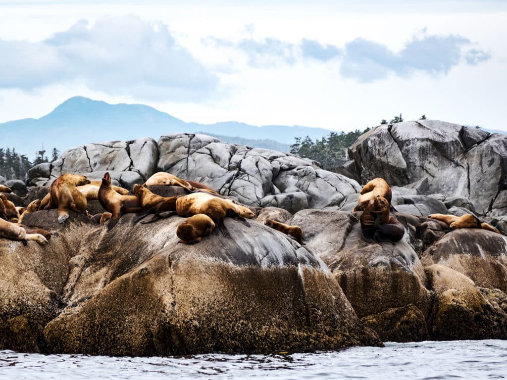 Steller sea lions