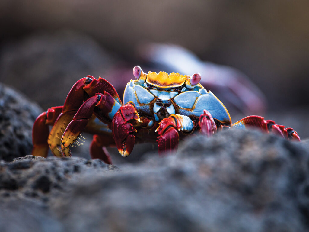 Sally Lightfoot crab