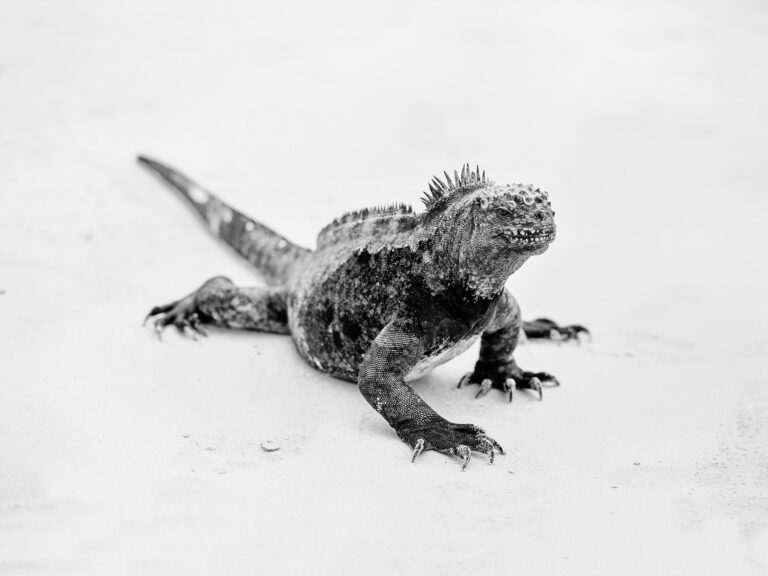 marine iguana