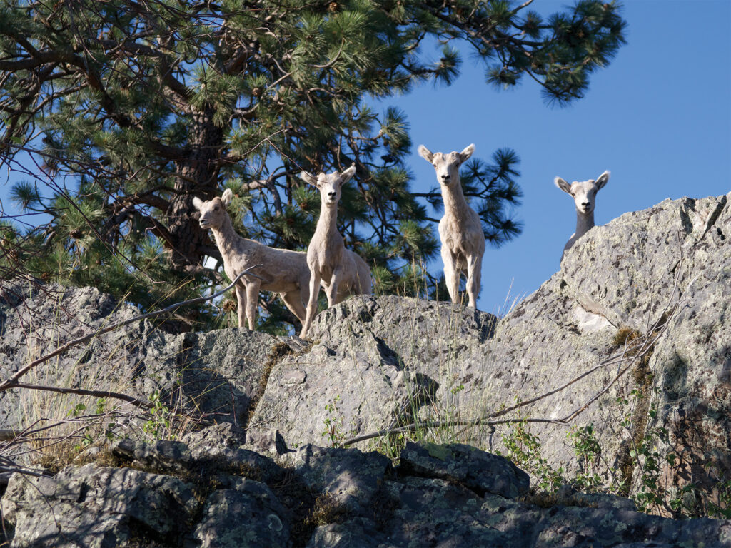 mountain goats in Montana