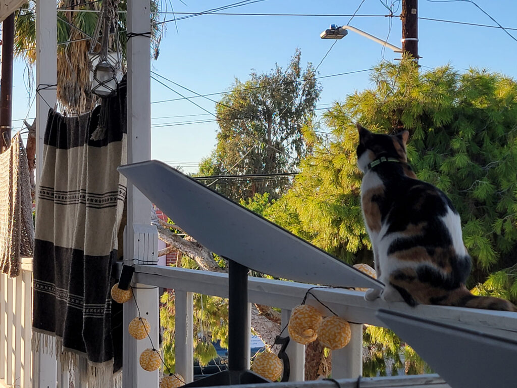 Panchita on the porch