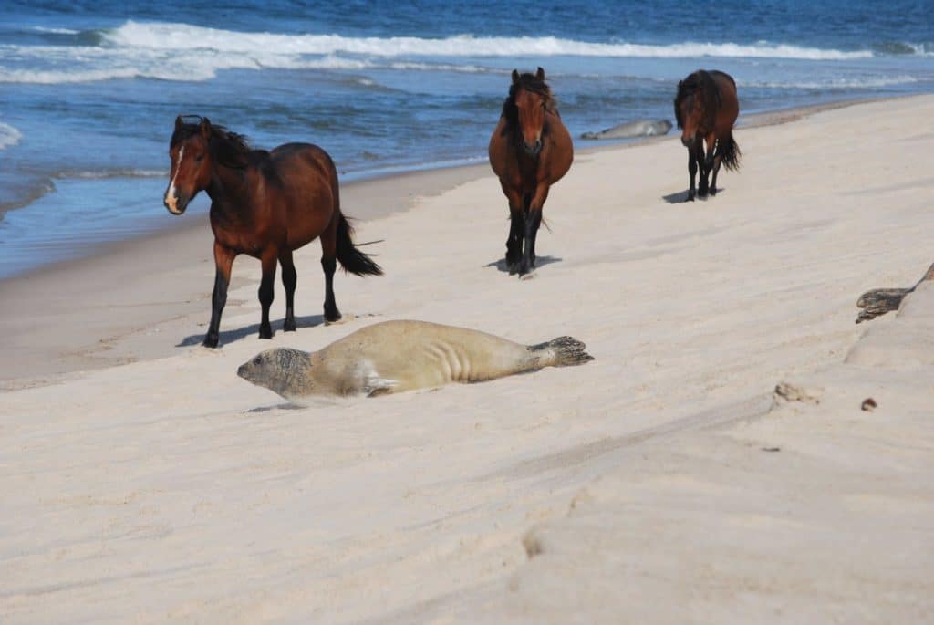 sable island