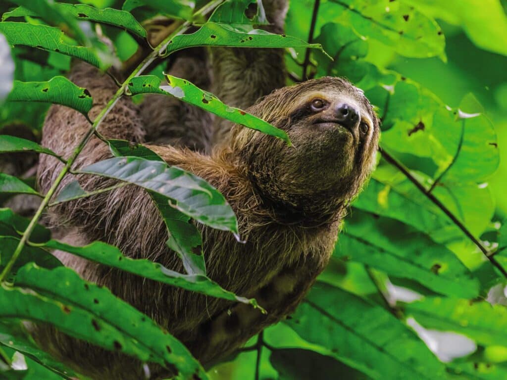 Sloth in a tree