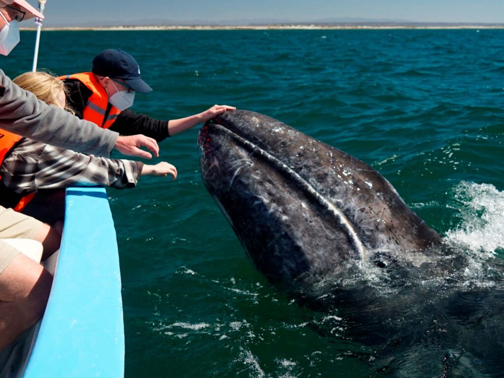 Whale sighting near Laguna San Ignacio