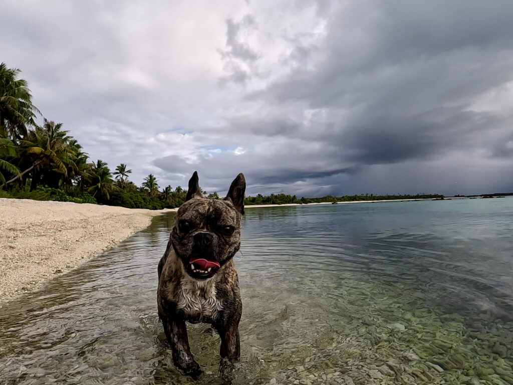 yoda at tikehau